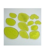 1 - PME SET 11 TAGLIAPASTA TAGLIA PASTA VENATURA FOGLIE PETALI FIORI PASTA